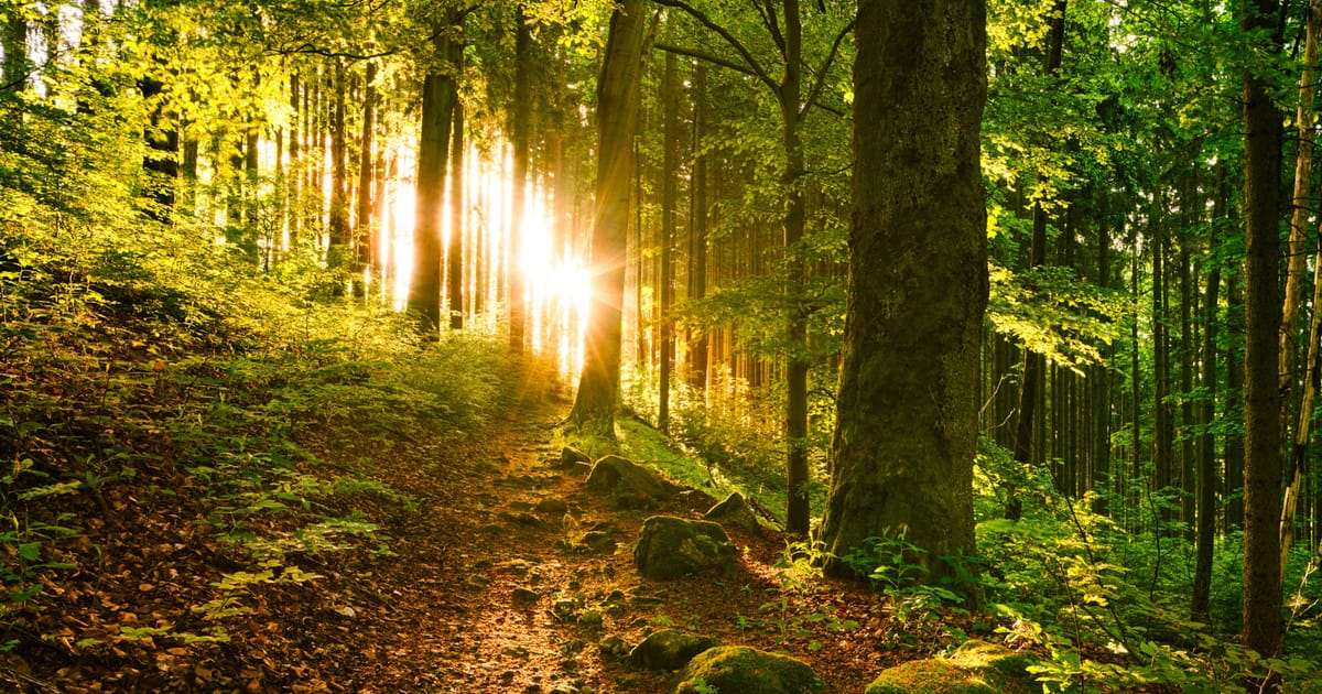 Waldbaden & Achtsamkeit im Slavkov-Wald