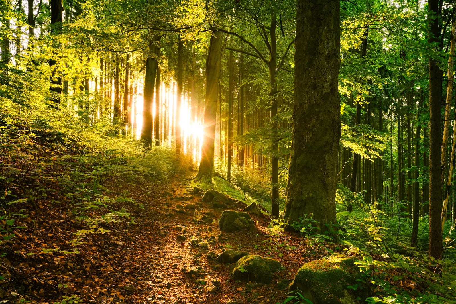 Waldweg zwischen hohen Bäumen, von tief stehender Sonne durchflutet