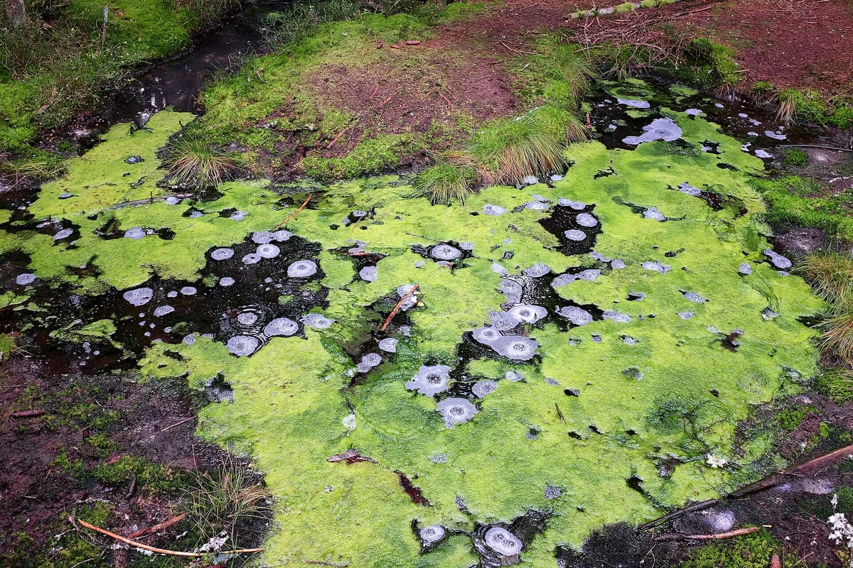 Naturreservat Smraďoch